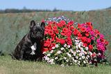 BOULEDOGUE FRANCAIS 124